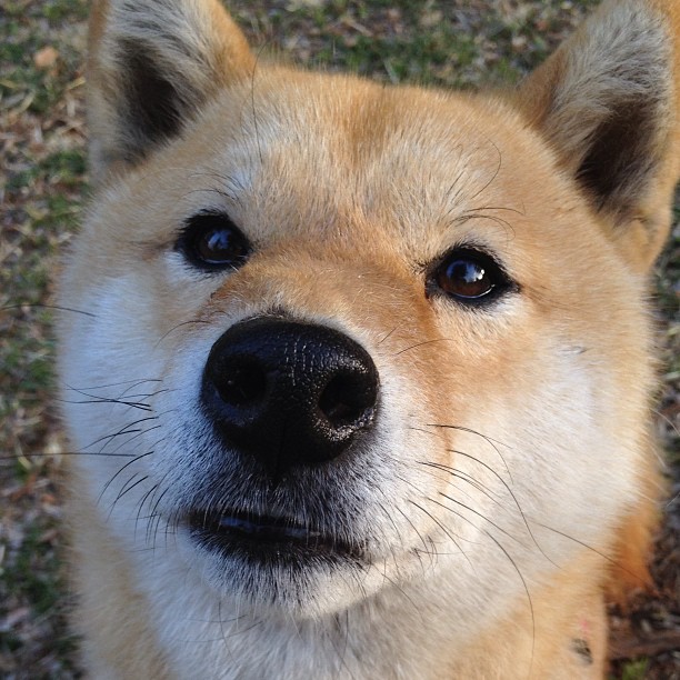 罗马对阵瑞士，迪巴拉成为全场焦点