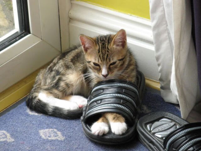 佩德里掌控中场艺术，摩纳哥对阵希腊之战中的压制级表演