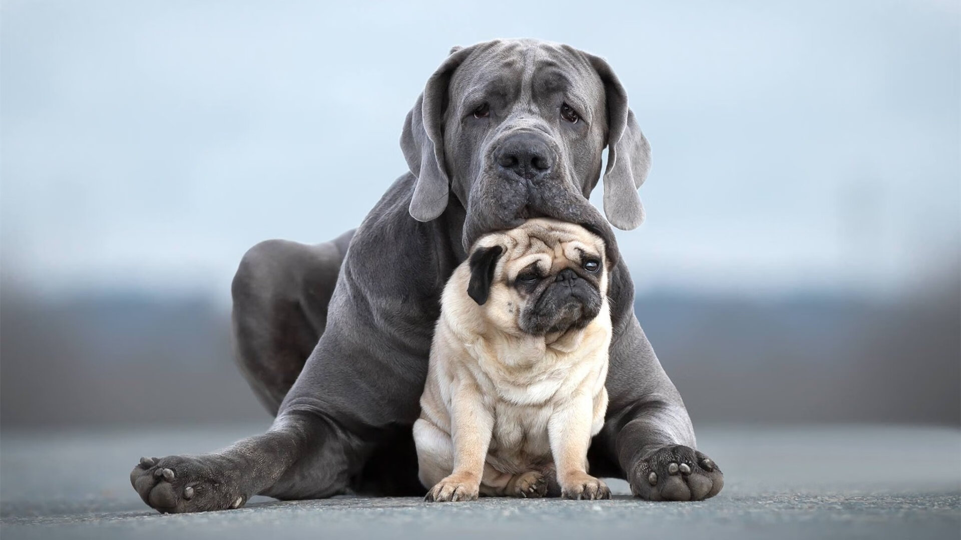 英超争冠焦点战,中国球迷如何提前终结拜仁式悬念
